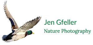 Jen Gfeller Nature Photography