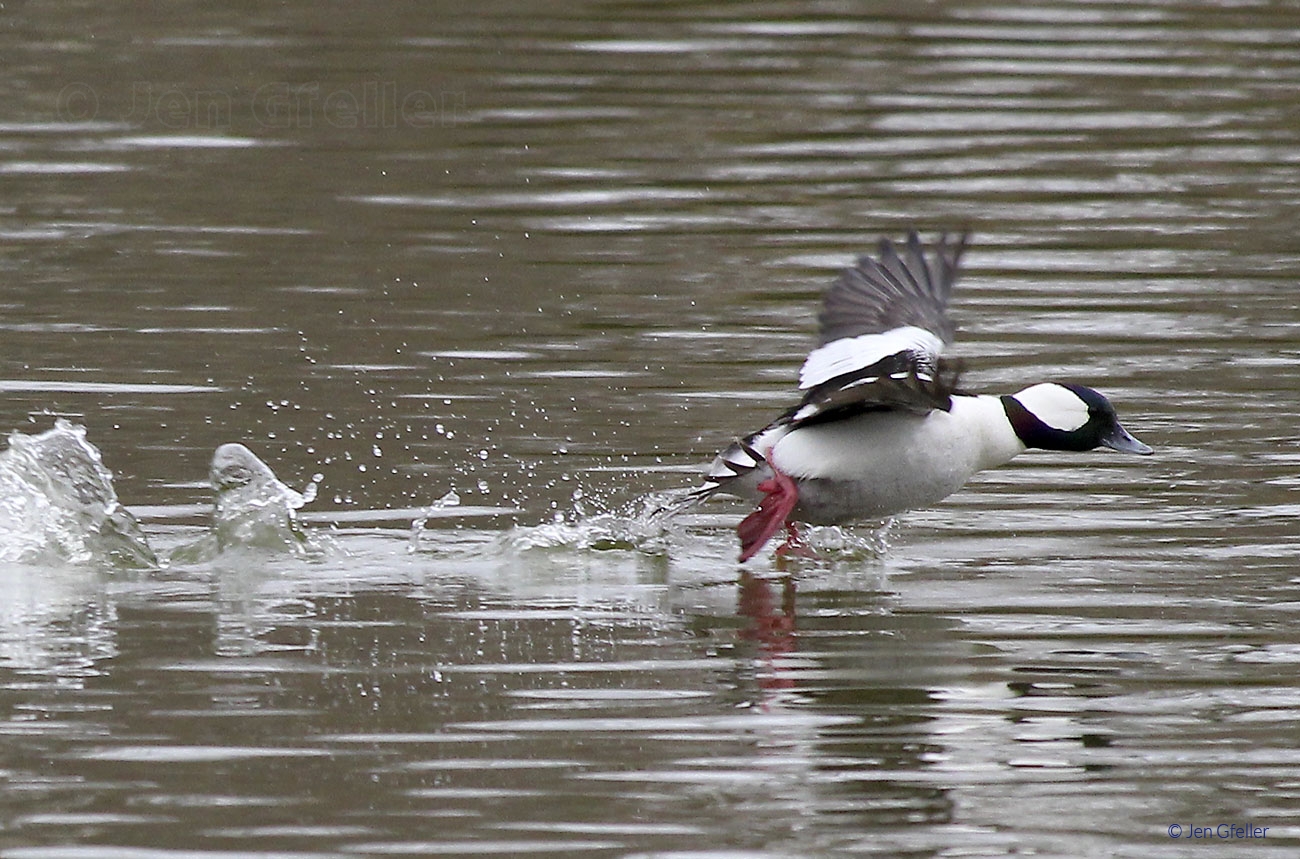 Bufflehead Launch 2