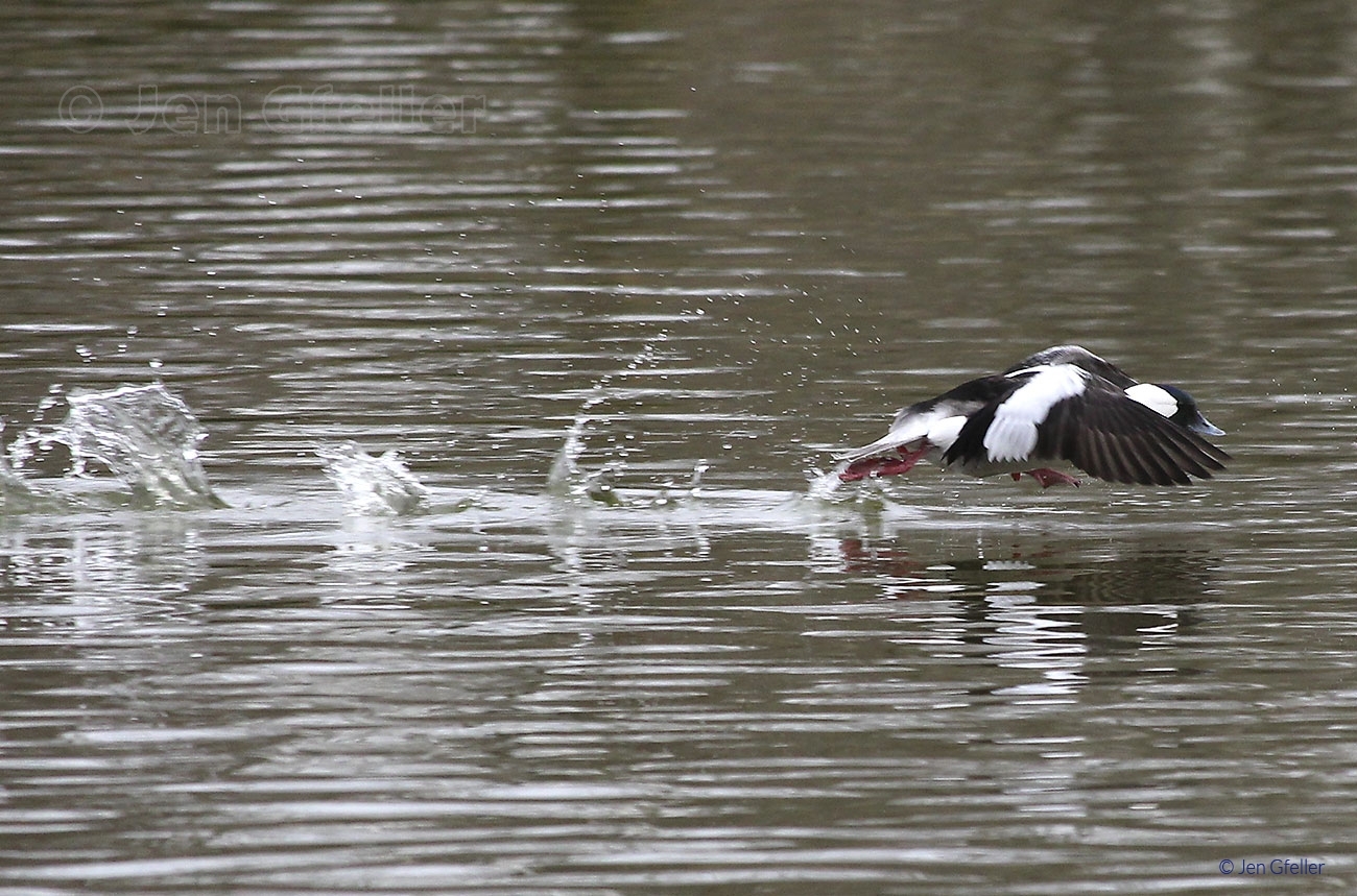 Bufflehead Launch 3