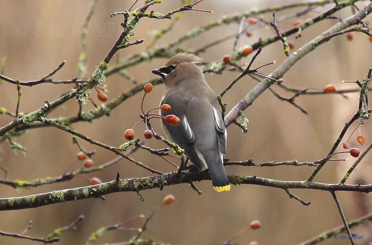 Cedar Waxwing – tail view