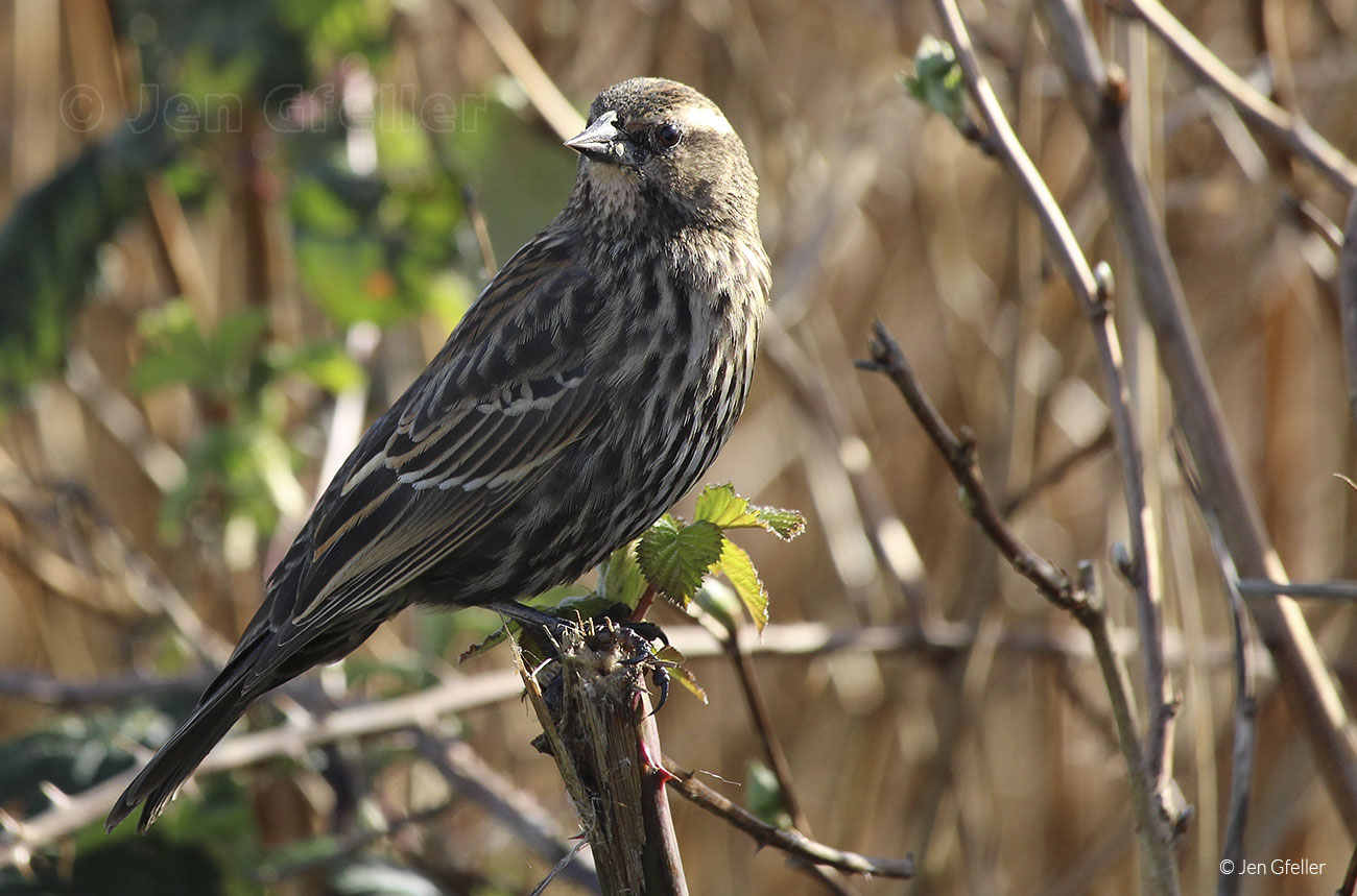 Red-winged Blackbird – female