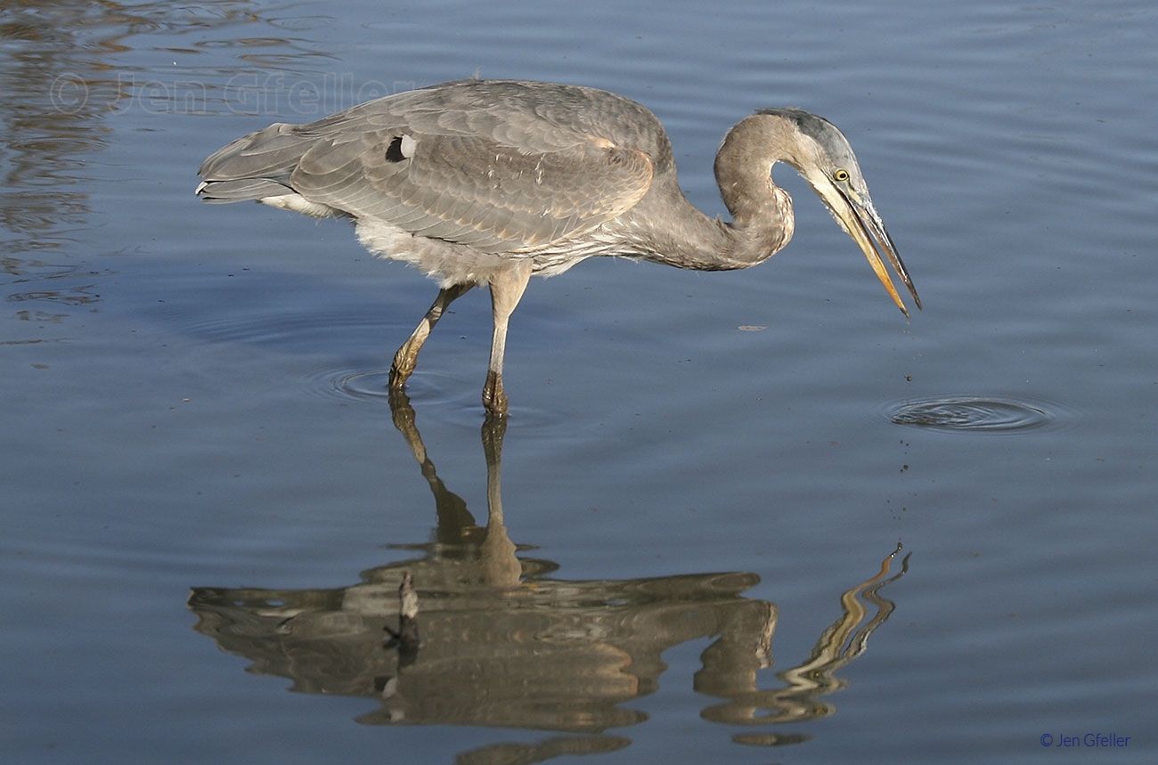 Great Blue Heron fishing