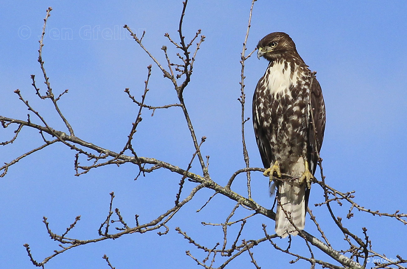 Red-tailed Hawk – juvenile
