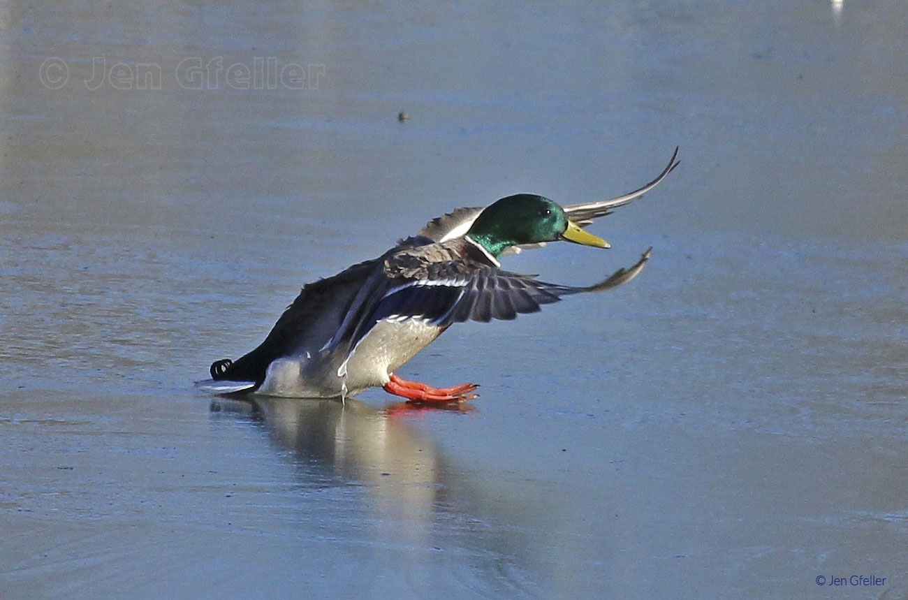 Mallard Drake on ice