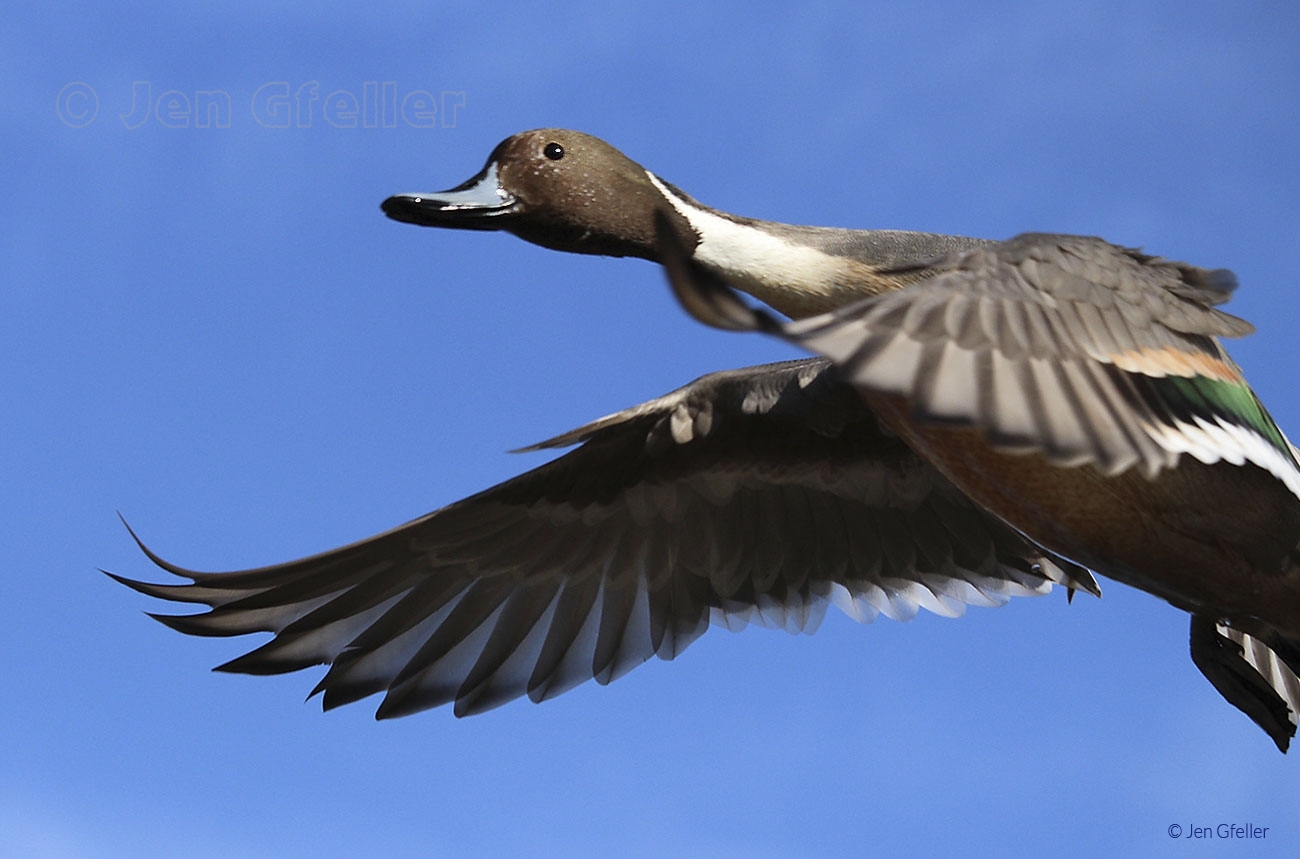 Pintail in flight