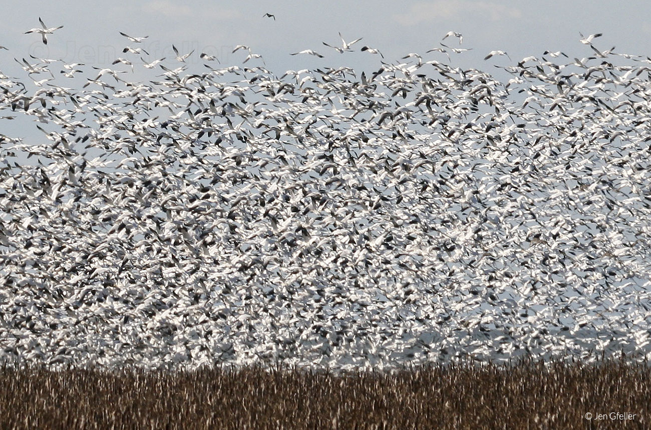 Snow Geese large flock