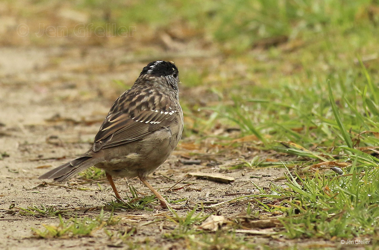 Golden-crowned Sparrow – back view