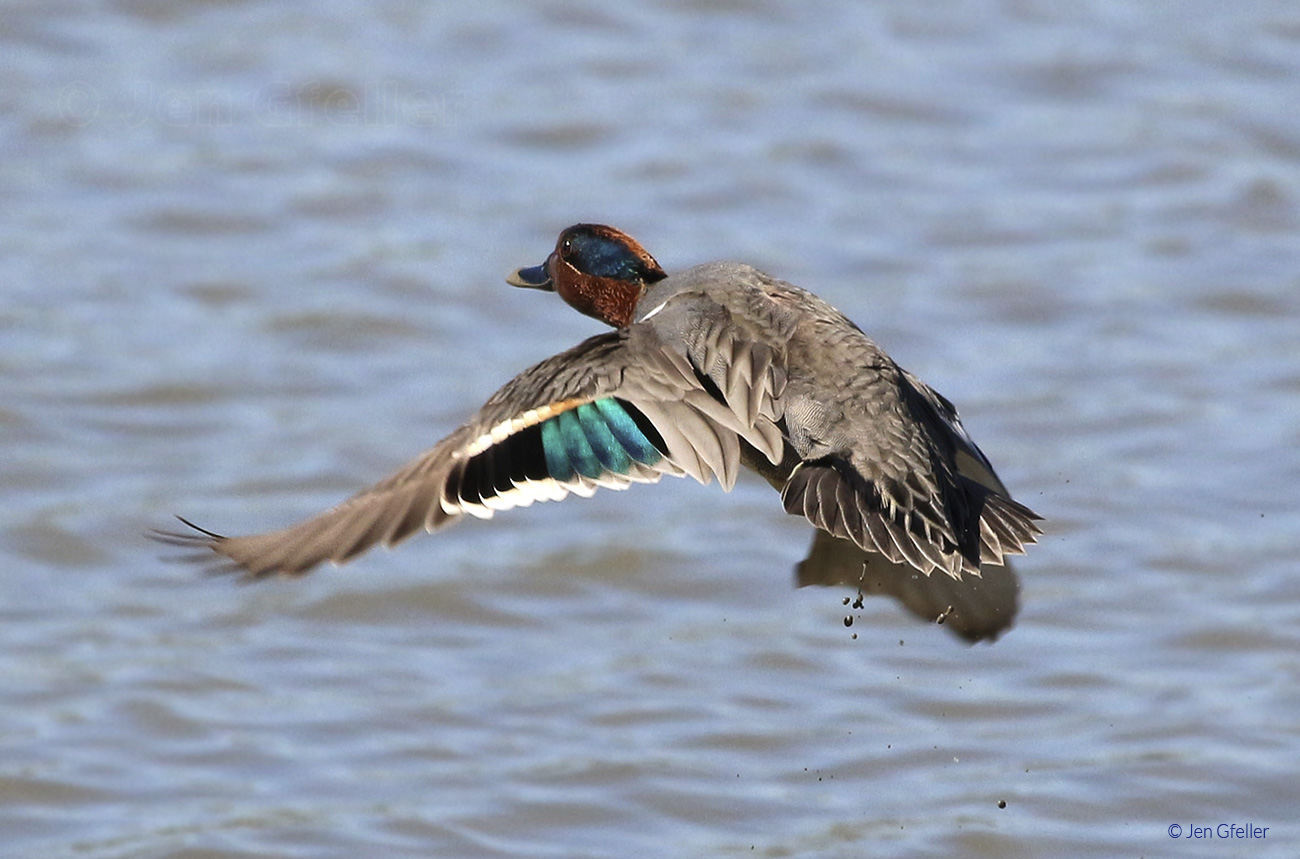 Green-winged Teal – Jen Gfeller Nature Photography