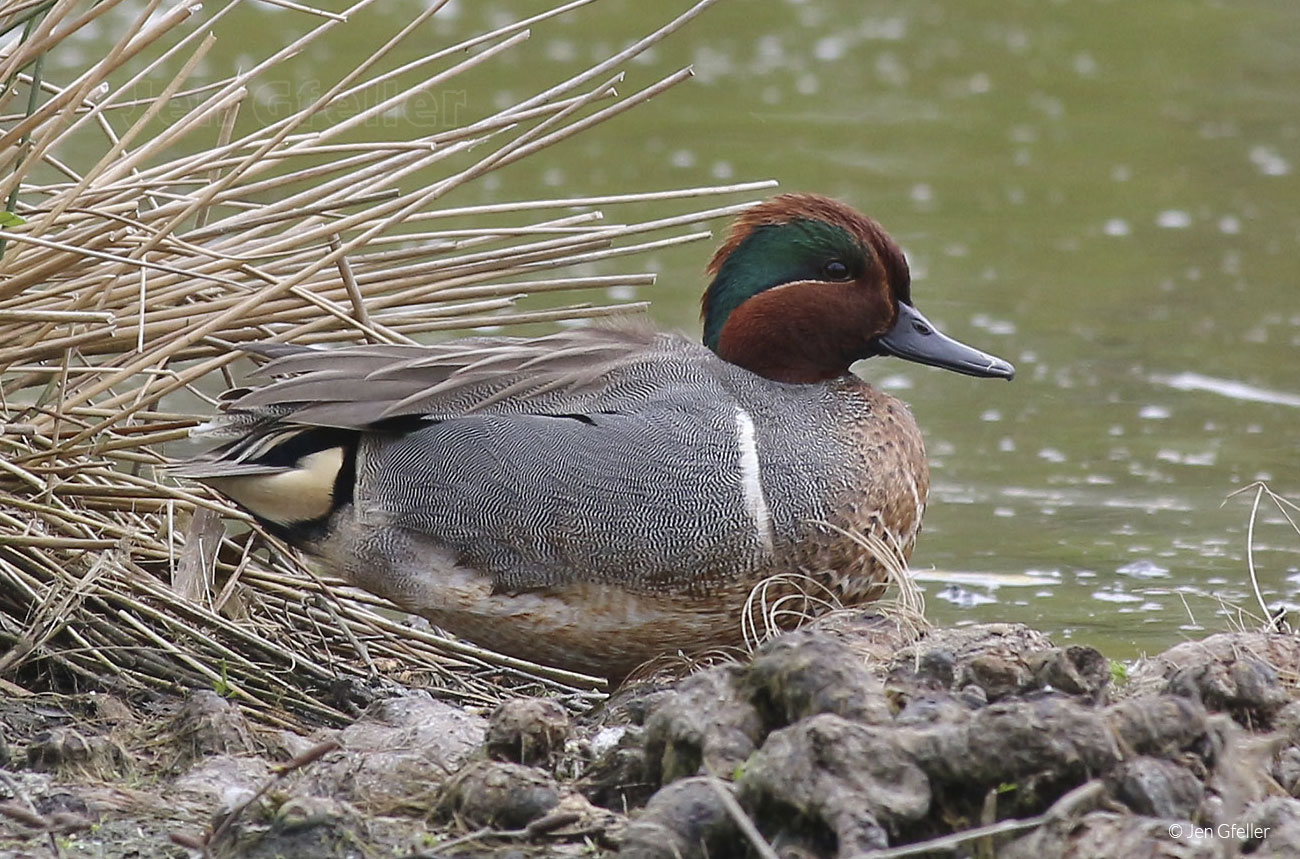 Green-winged Teal