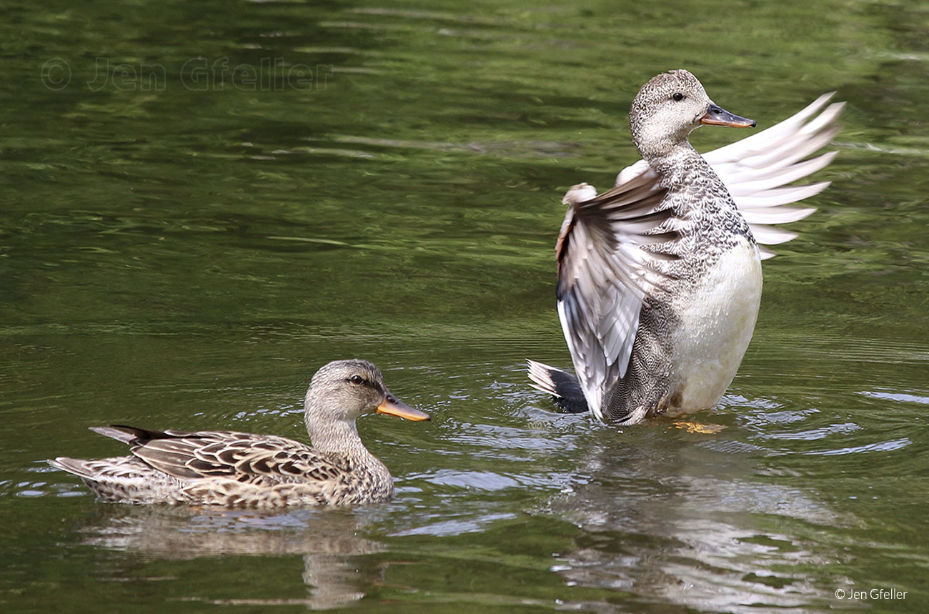 Gadwall