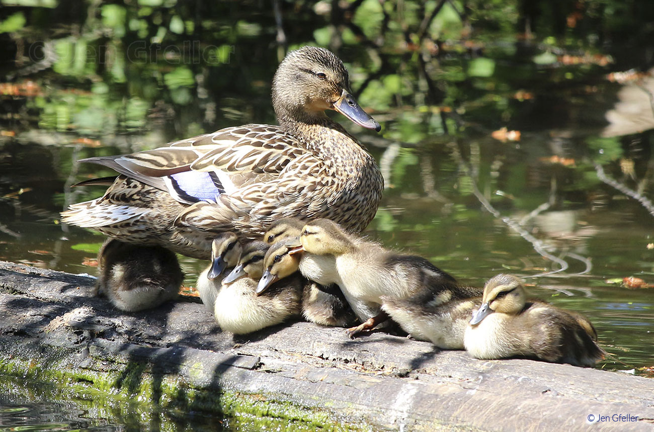 Mallard Family